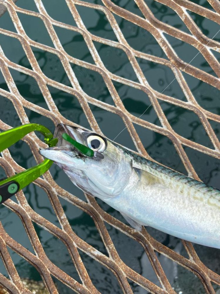 小島養魚場で中サバ！