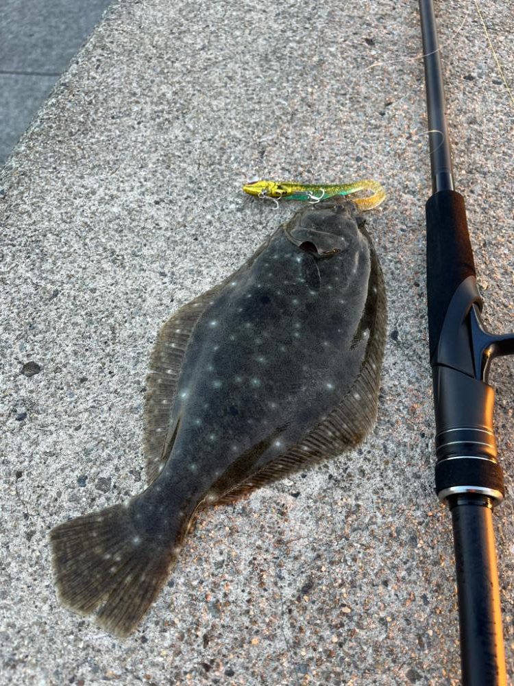 フラットフィッシュ！