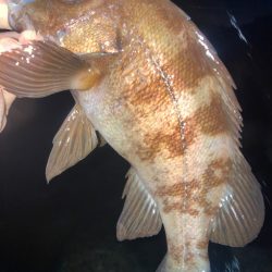 2023ライトゲーム第20戦