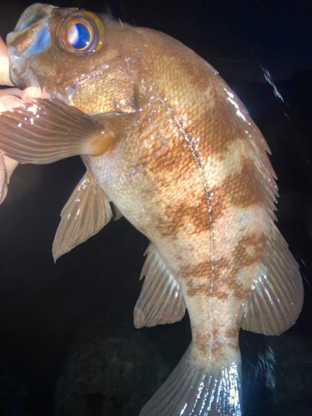 2023ライトゲーム第20戦