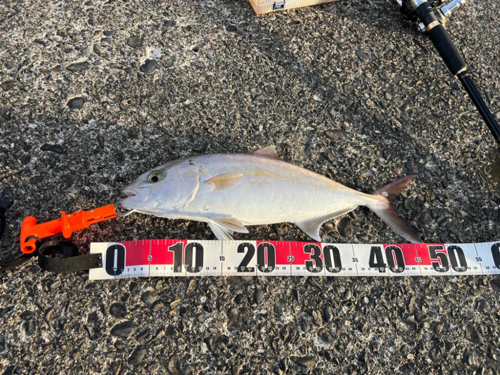 ポッパー不発もジグ高速巻きで！