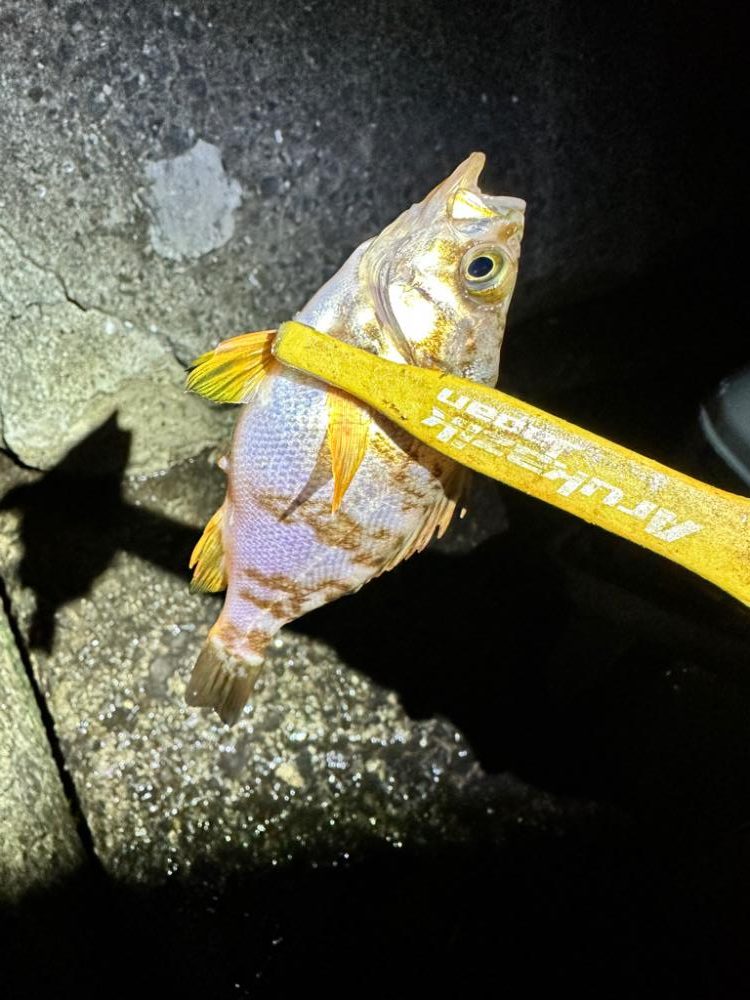 久々のフロートゲーム