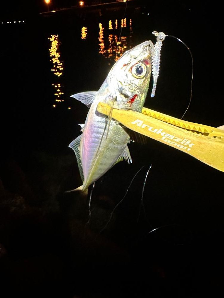 大阪のアジは厳しい