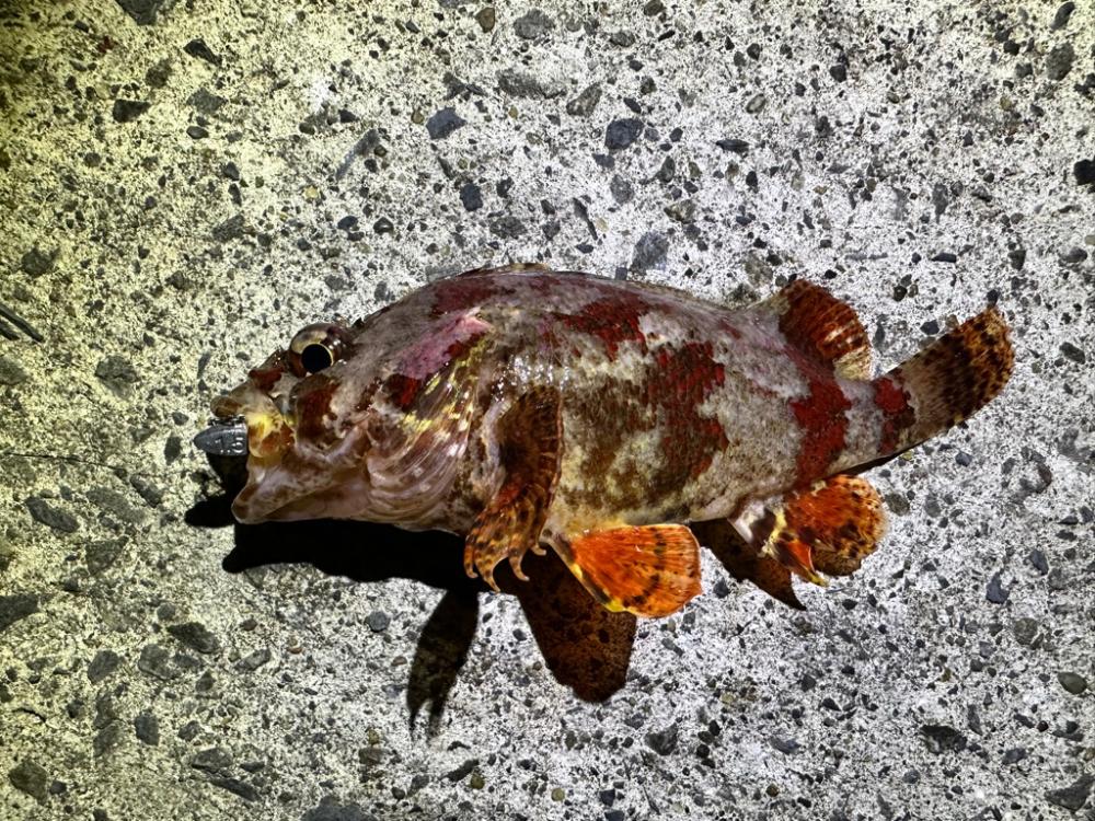 夜の常夜灯は楽しい！