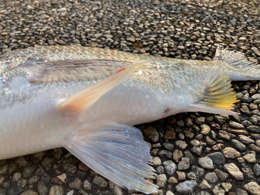 キビレの活性高いです