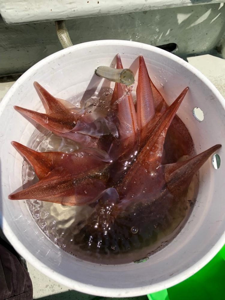 ヤリイカ イカメタル