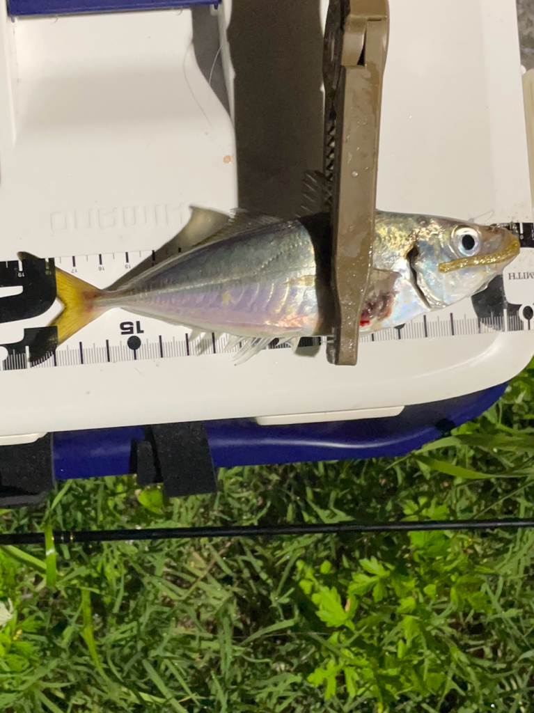 ジグ単deアジング…濁ってました。