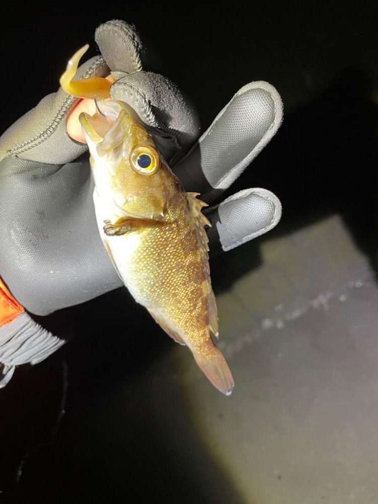 久々のライトゲーム