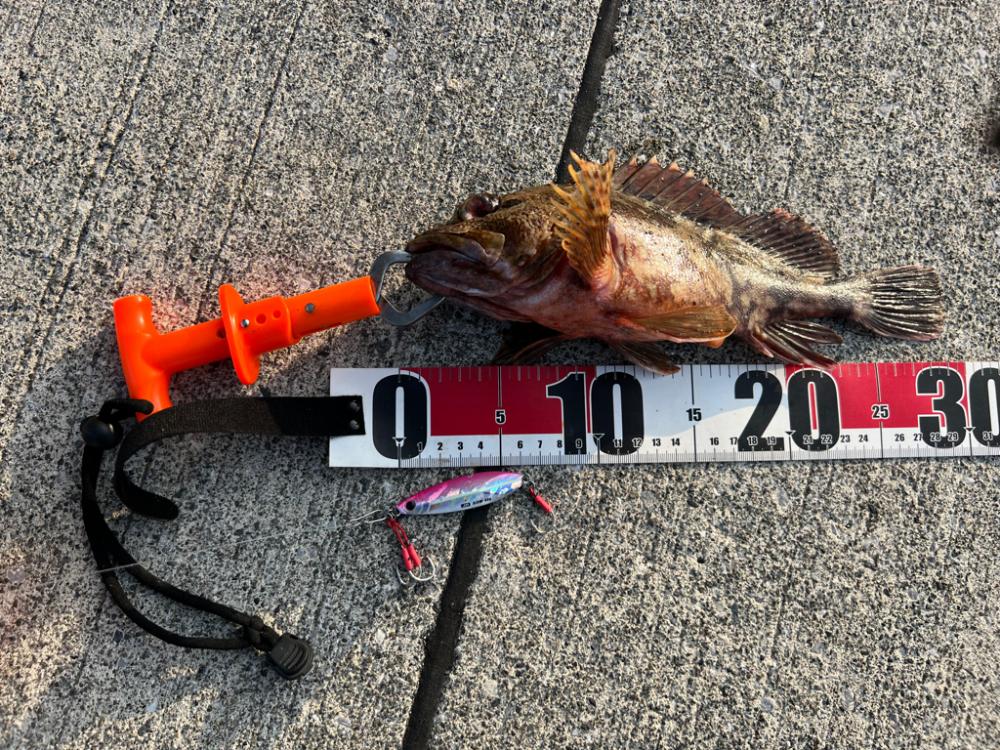 入野漁港が釣り禁止🈲なので万次郎まで