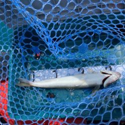 一つテンヤで多魚種