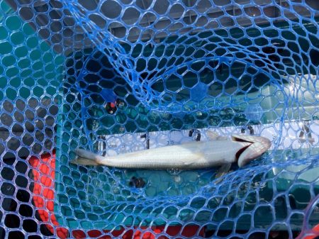 一つテンヤで多魚種