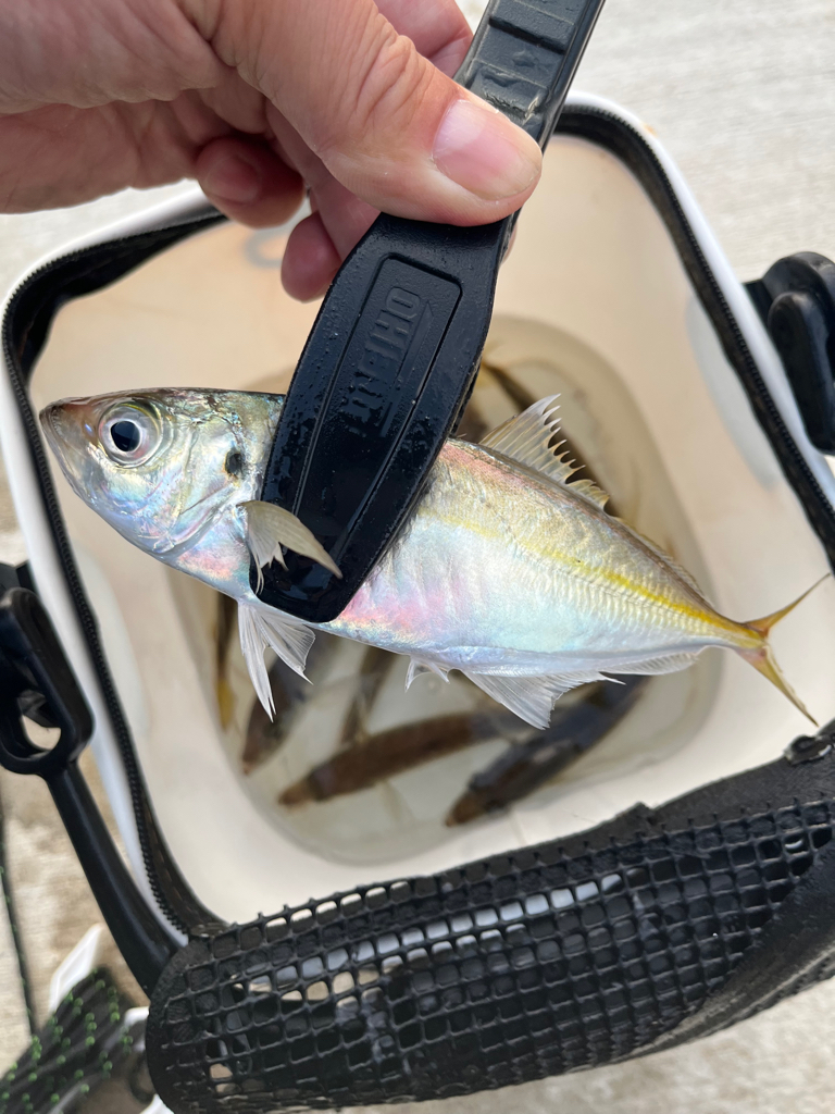 朝マズメ狙い③