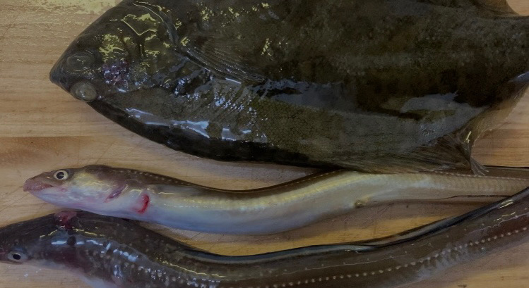 チョイ投げでデカカレイ！