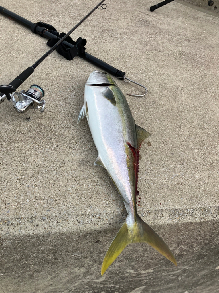 大阪南港　今年初青物❗️