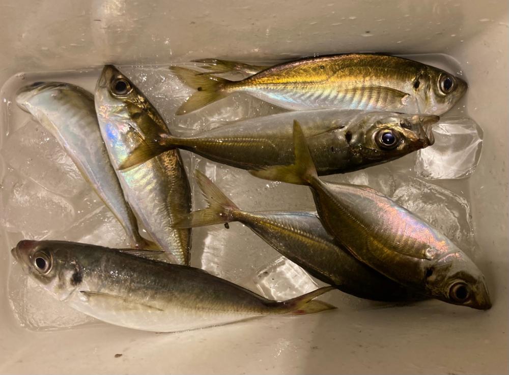 GW夜な夜なアジング