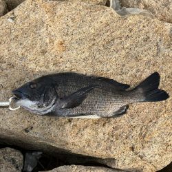 2023年　遅咲きの初フィッシュ