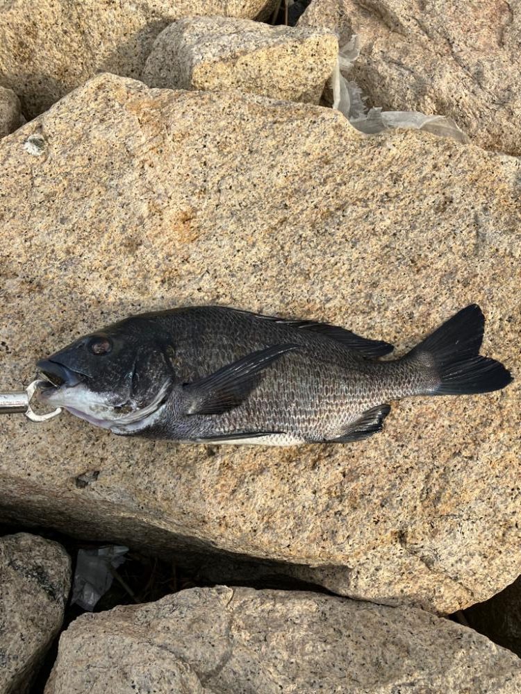 2023年 遅咲きの初フィッシュ