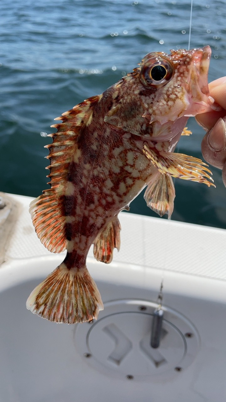 のんびりとエサ釣り&ボートアジング♪