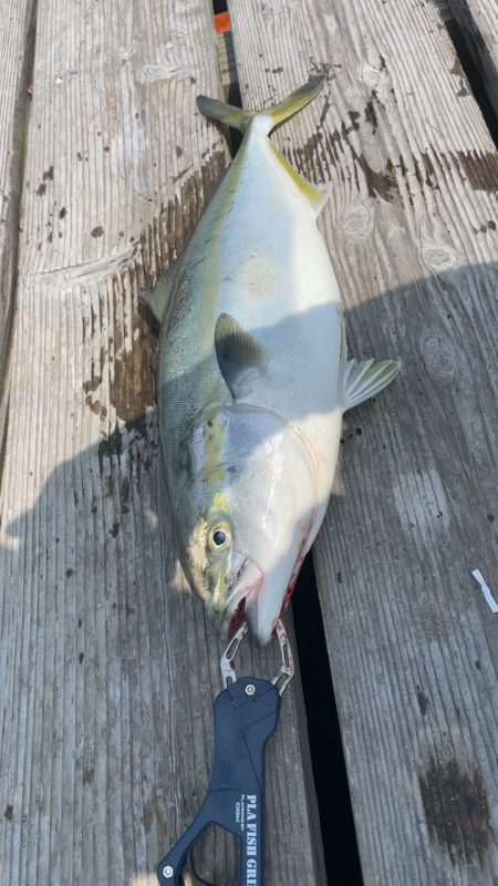 青物15分で3本GET！