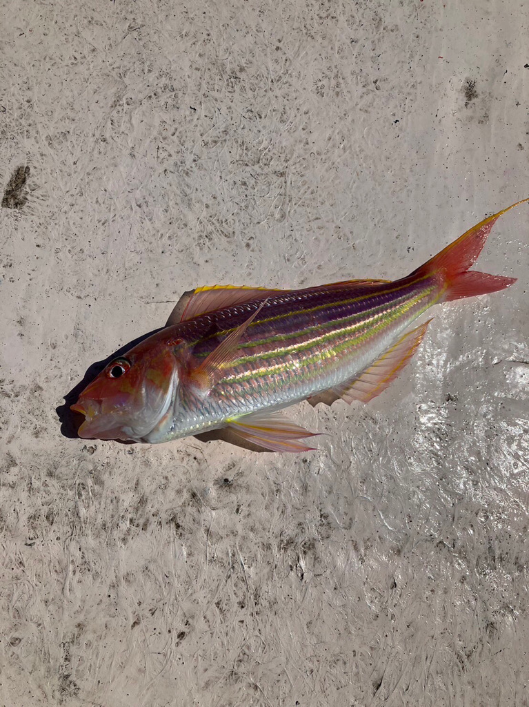 20230503 橘湾〜伊島沖タイラバ