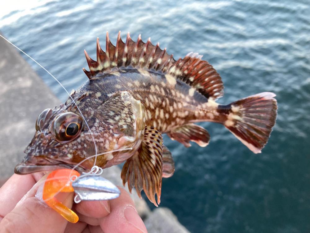 本日の沖堤調査報告