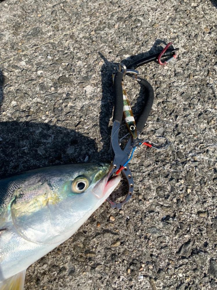 やっとのハマチ