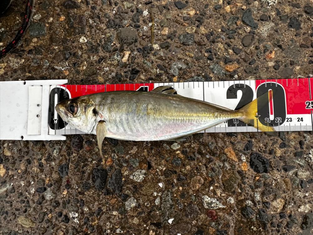 ５月１３日釣行