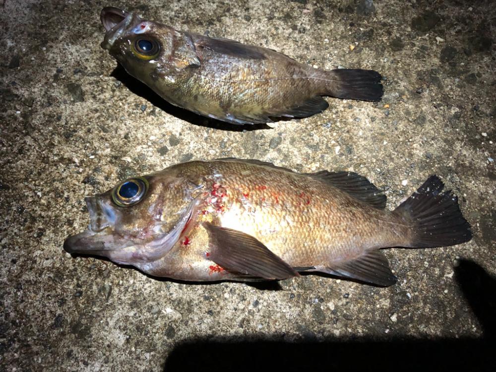 雨のライトゲーム