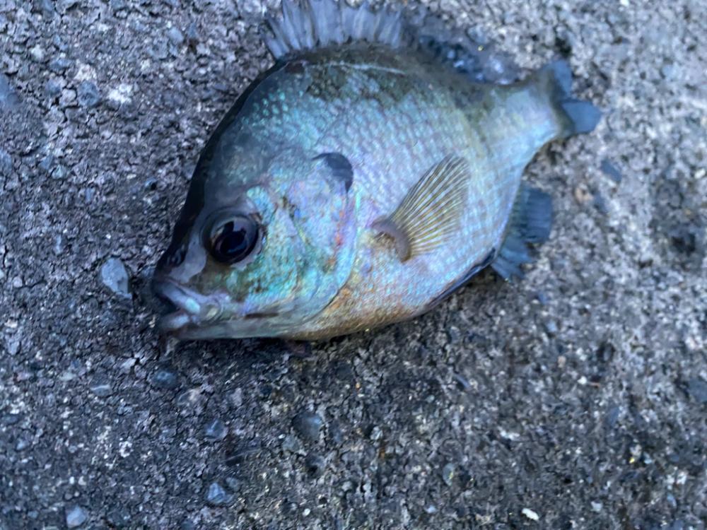 ペン竿フィッシング