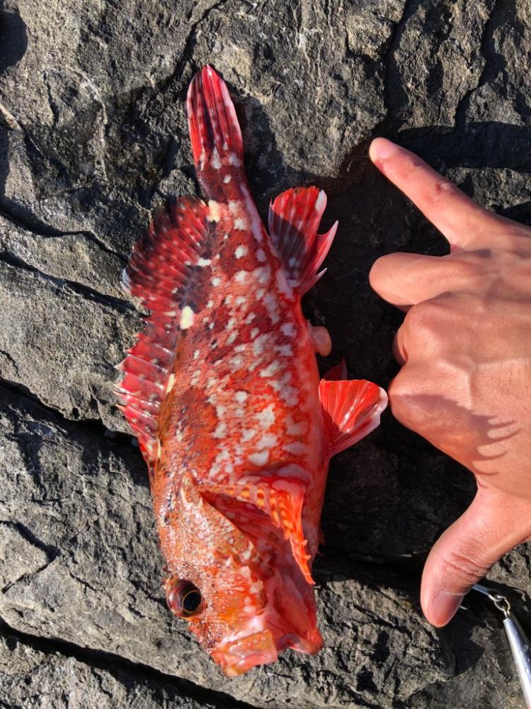 スジアラを求めて