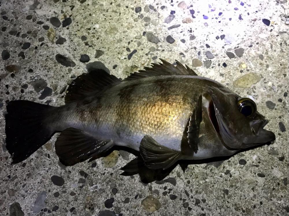 フロートメバリング