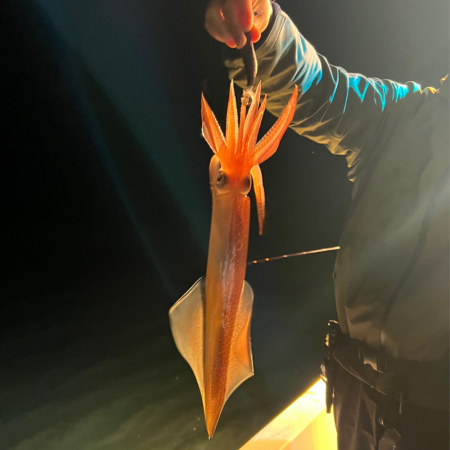 ケンサキイカ/イカメタル