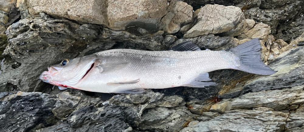 波高いしボーッとリーリングしてたらドカーン‼️