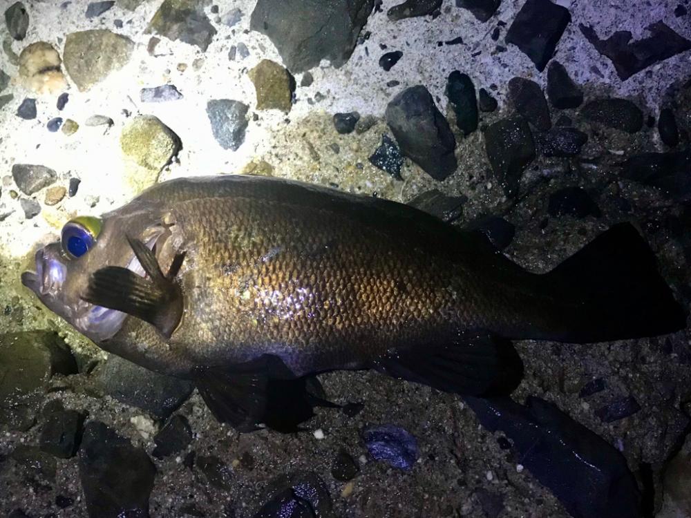 フロートメバリング