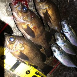 メバリング&アジング