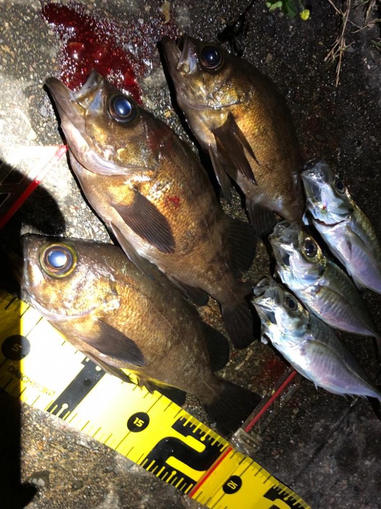 メバリング&アジング