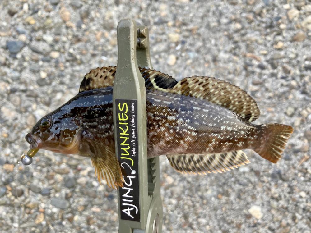 ミニばっかり(^^;)