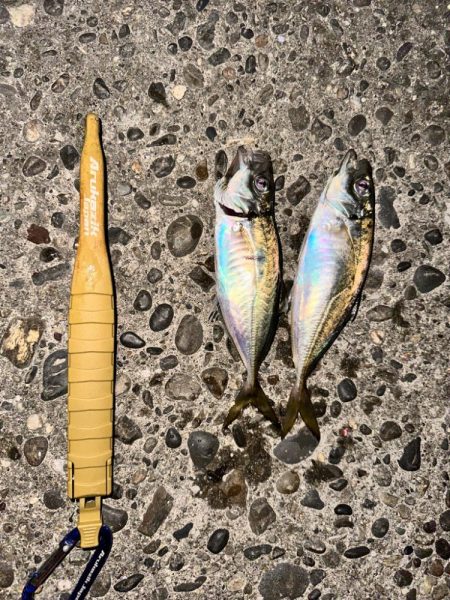 強風の中のアジング