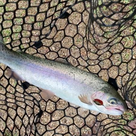 激シブ雨トラウト