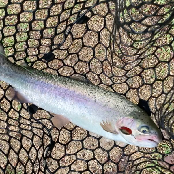 激シブ雨トラウト