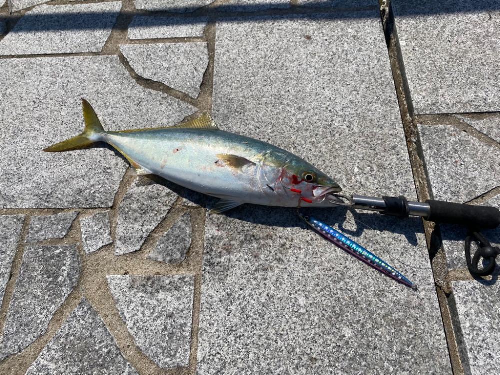 初ブリキャッチ！