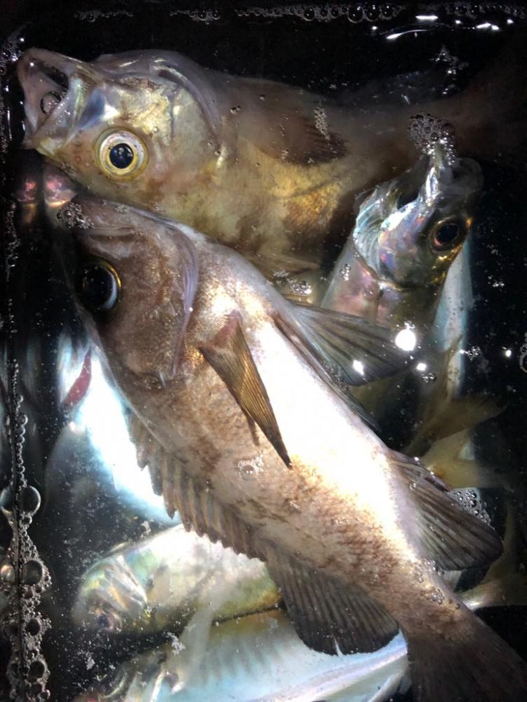 アジング&メバリング