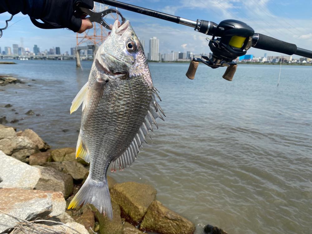 チニング チニング 楽しいな淀川