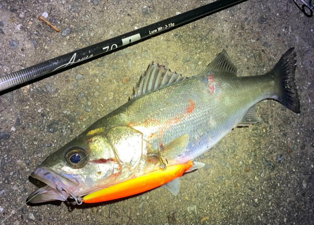 バチ抜け&チニング