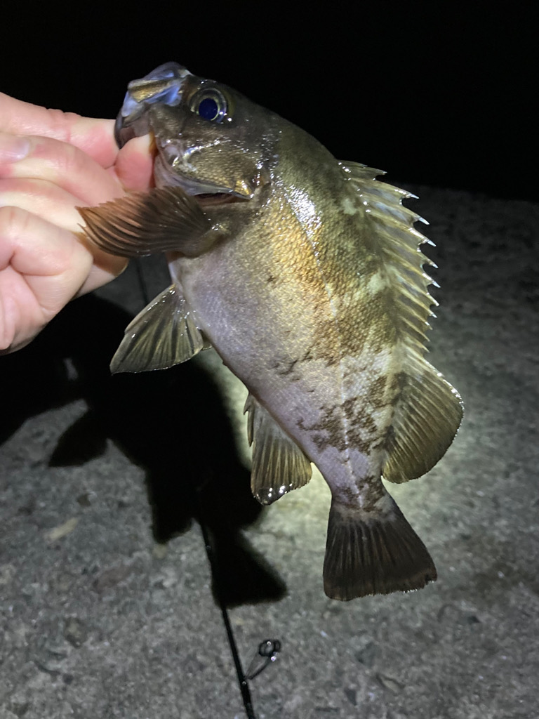 GWはメバリング