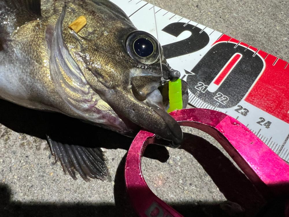 メバルを探して三千里 Vol.9