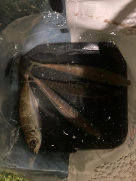 ショートバイトが・・・