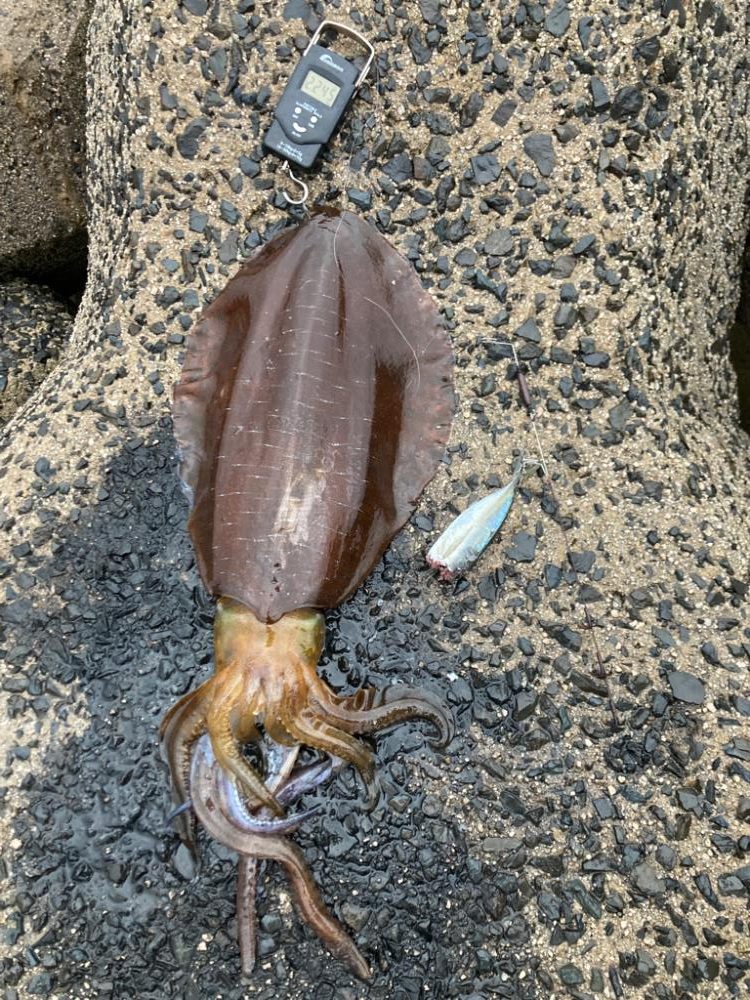 アオリイカ2kgオーバー