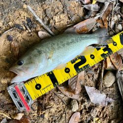 シャローフラット⚡þ…