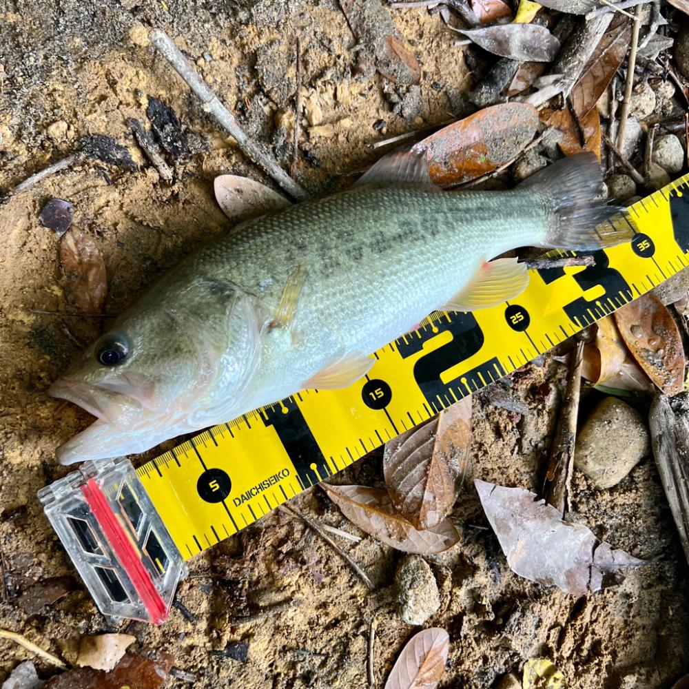 シャローフラット⚡️